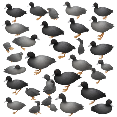 eurasian coot realistic