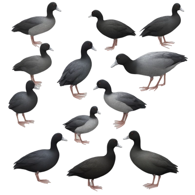 eurasian coot realistic fullsize