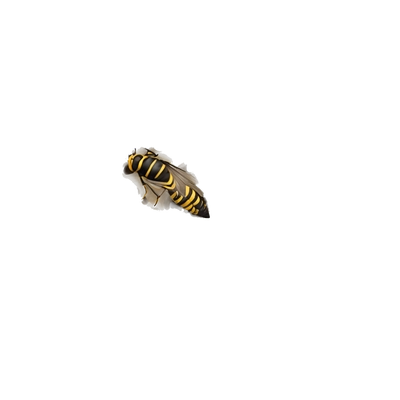 wasp nest